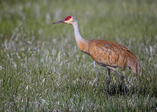 Sandhill Crane