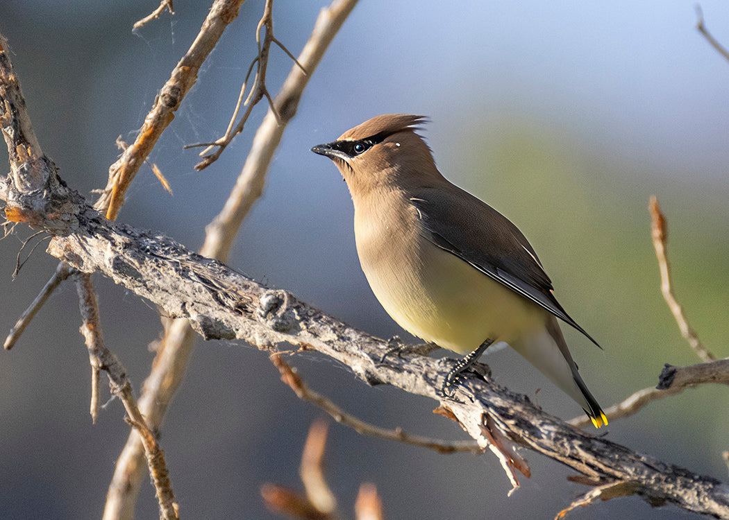 Cedar Waxwing