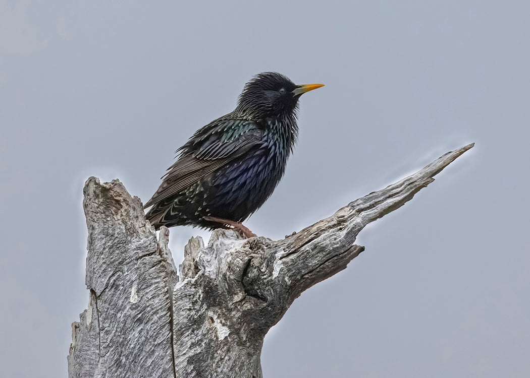 European Starling