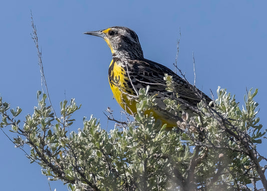 Western Meadowlark