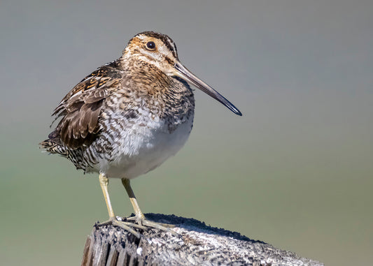 Wilson's Snipe
