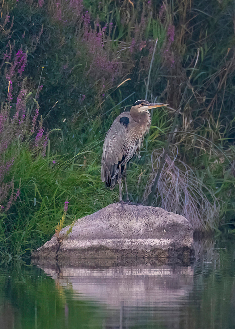 Great Blue Heron