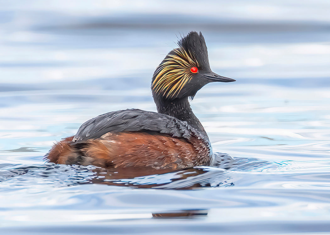 Eared Grebe