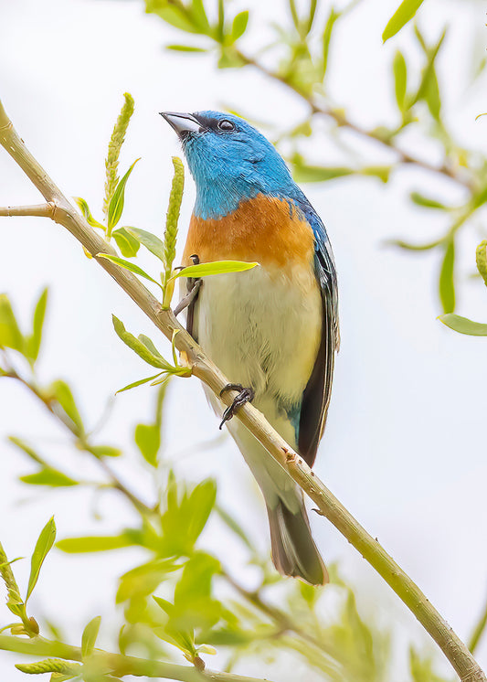 Lazuli Bunting