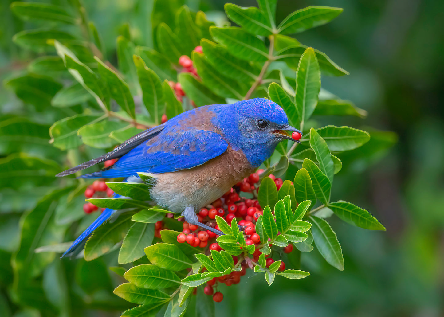 Western Bluebird