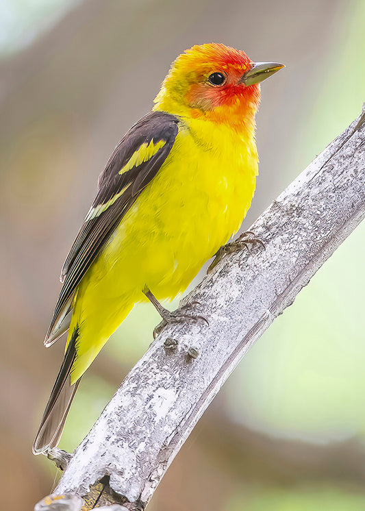 Western Tanager